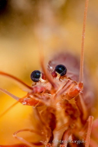 Red Mediterranean Shrimp by Marco Gargiulo 
